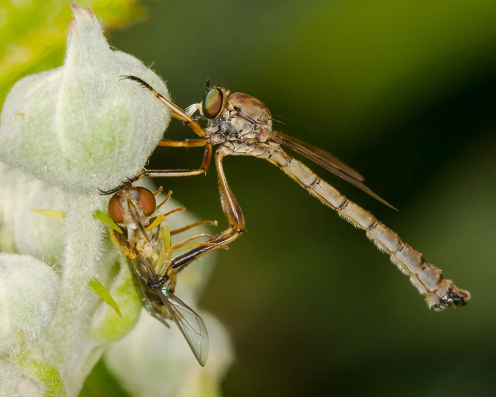 Striped Slender Robberfly by Tim Tapley - HC
