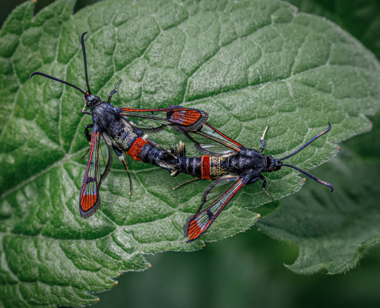 Red-Tipped Clearwings By Dave Gray