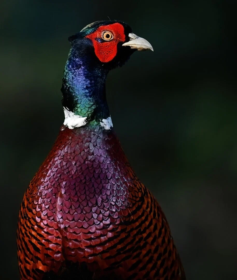 Not just a Pheasant By Alan Benson
