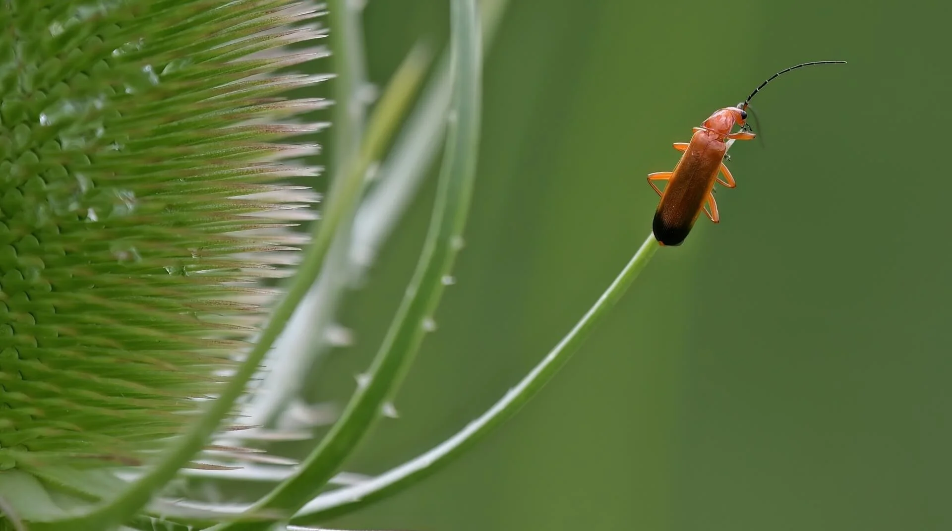 Soldier Beetle By Alan Benson