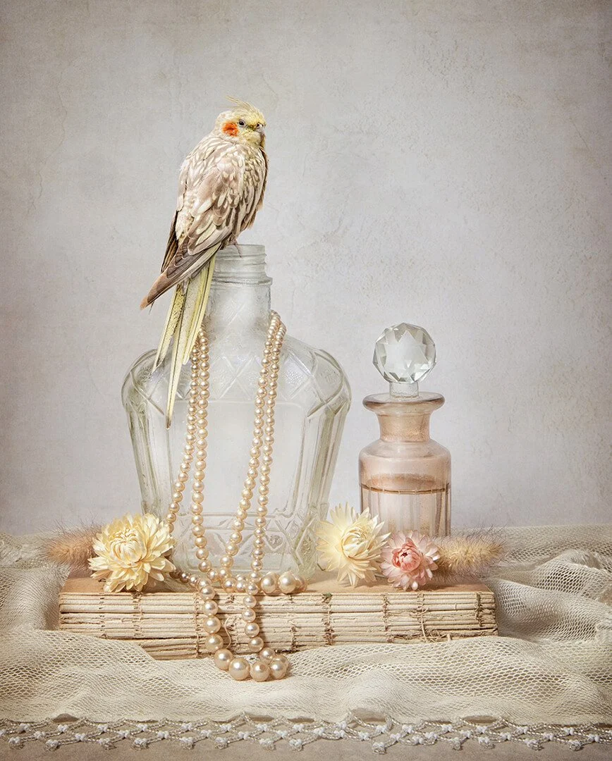 Parrot and Pearls By Jane Wiltshire