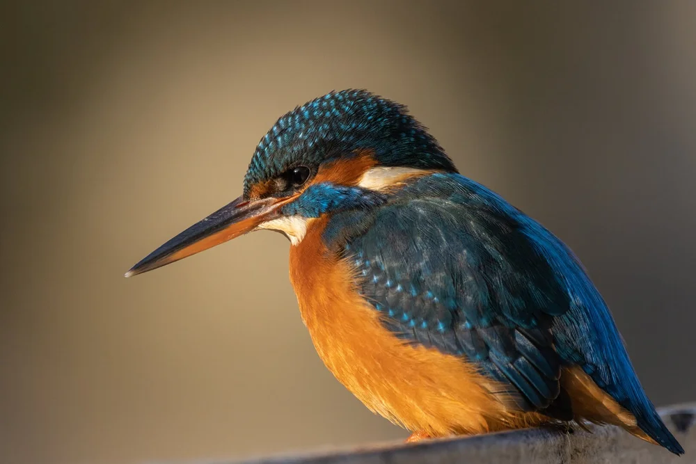 Mrs Kingfisher by Graham Sawyer