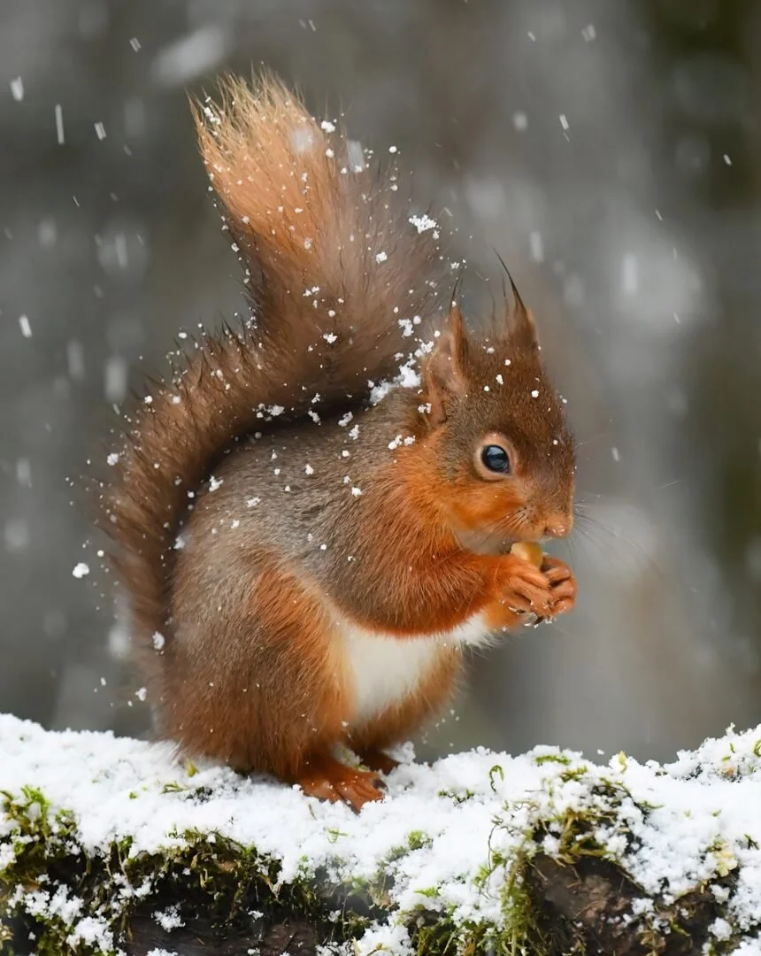 Chewing Al`s nuts by Alan Benson