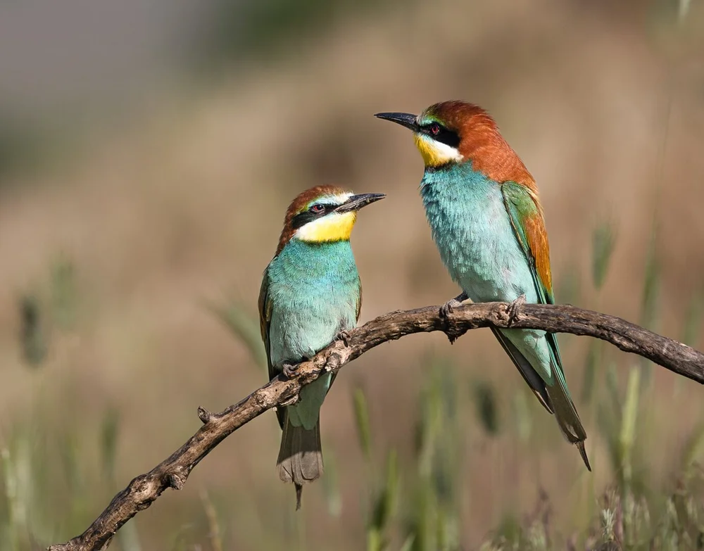 Hello Mr Bee Eater By Tony Leach