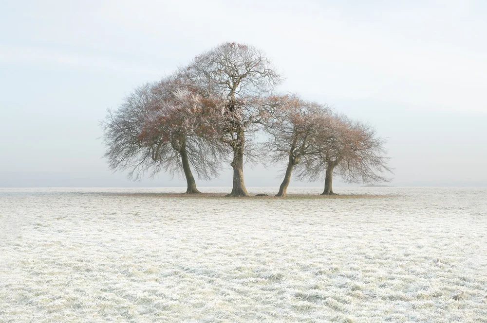 Beeches in the Frost By David Eagle