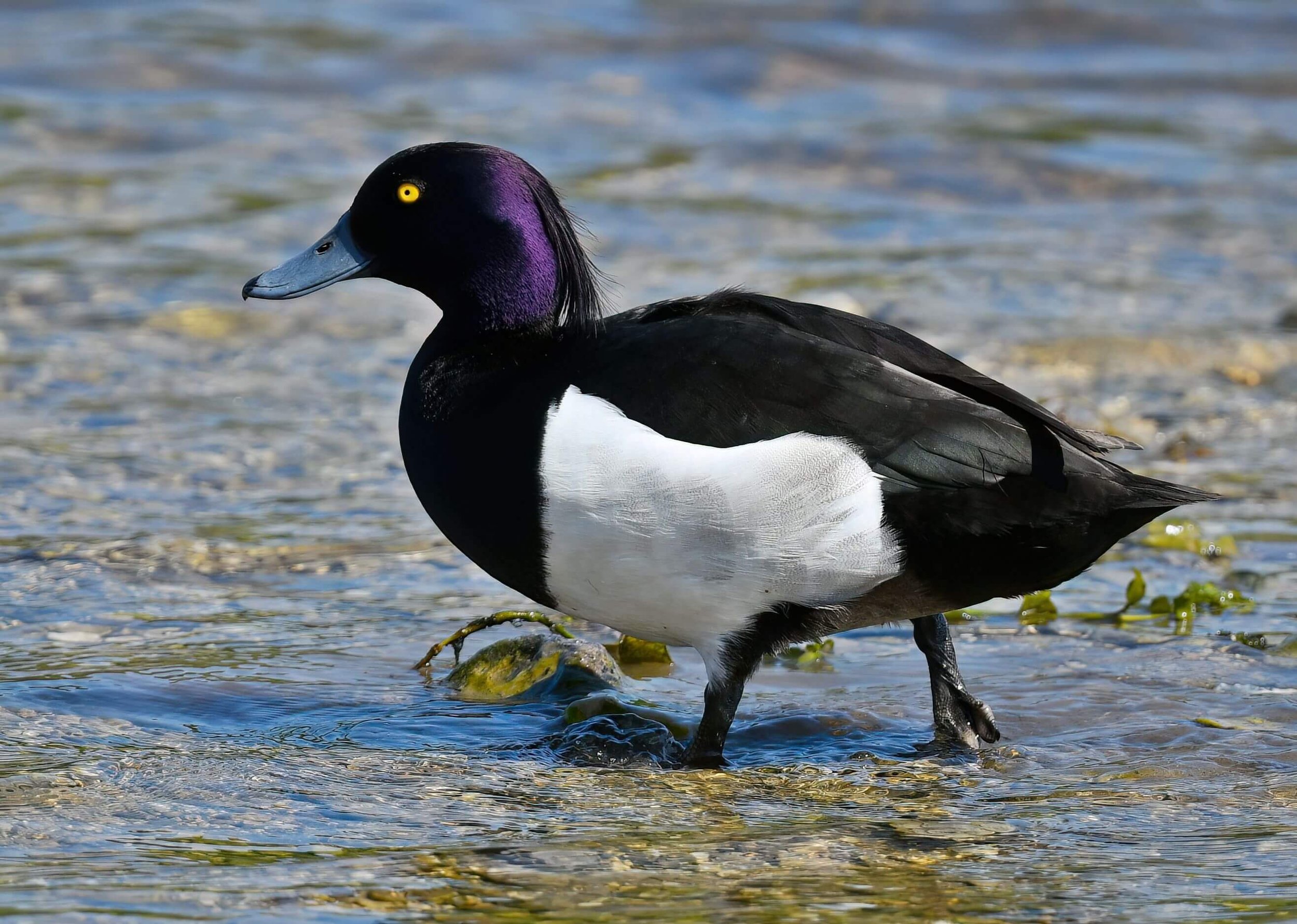 Tufted Duck By Alan Benson