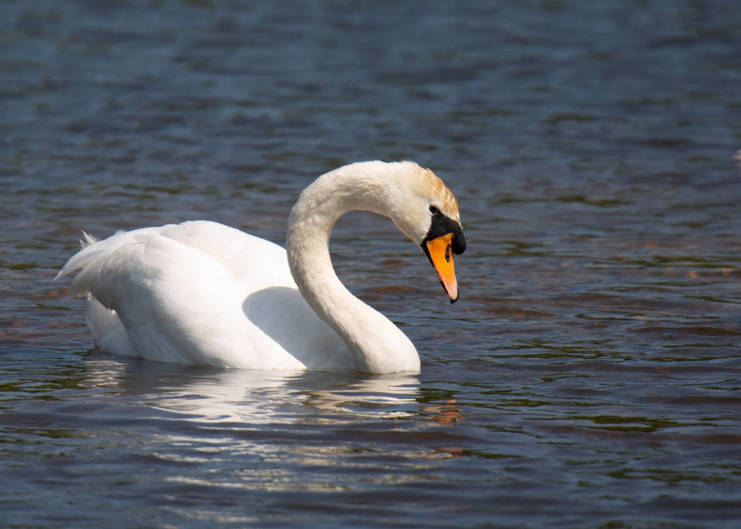 Mute Swan by Nigel Bray