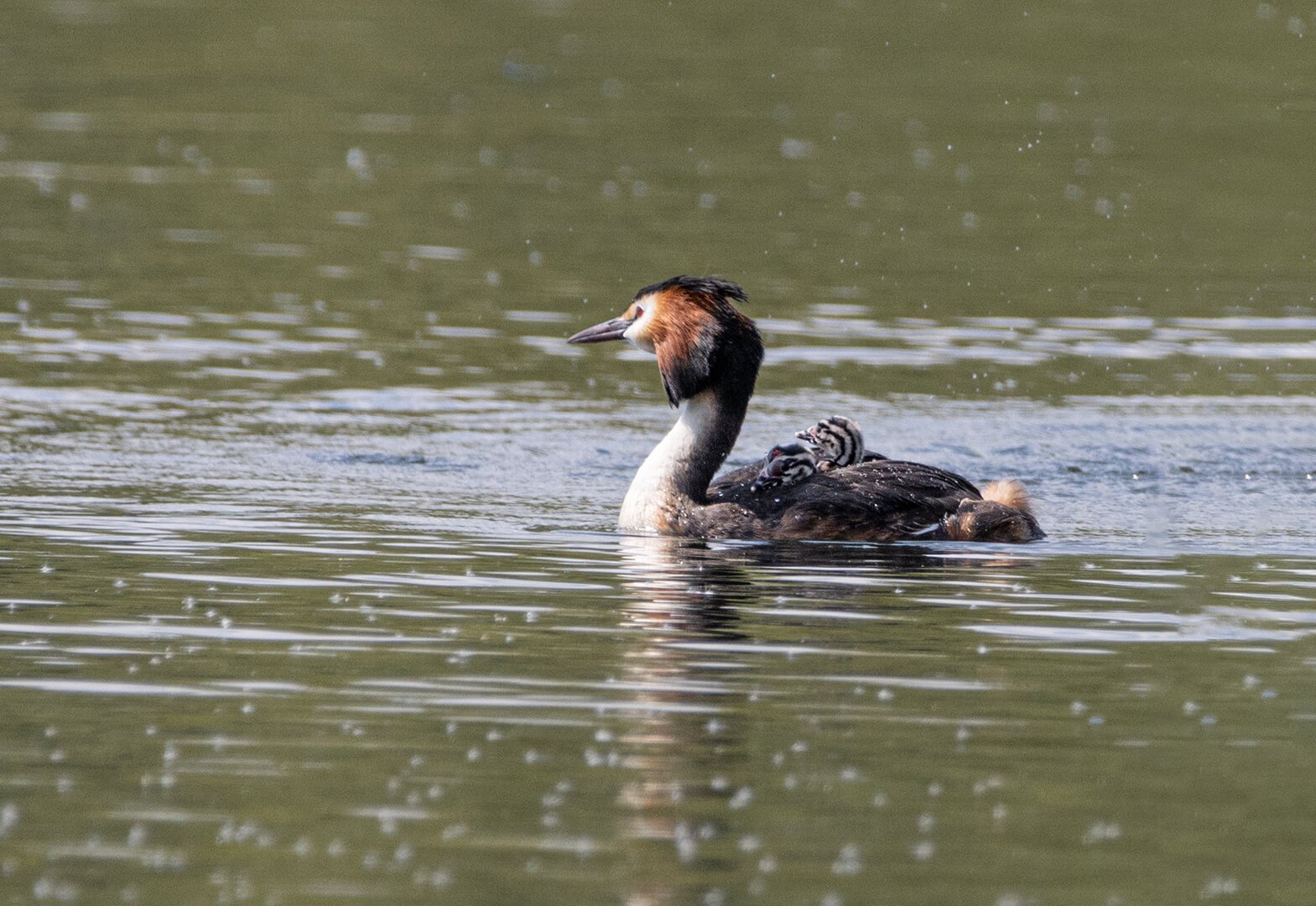 Created Grebe with Young By Caroline Wright