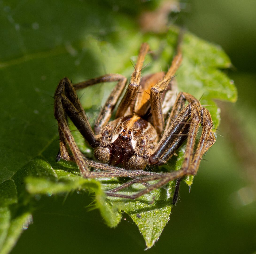 Wolf Spider waiting for prey By Caroline Wright