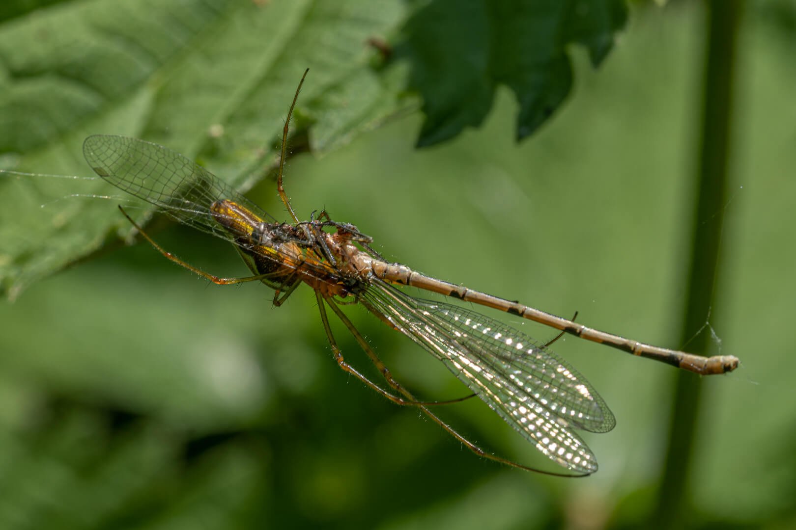 Long Jawed Orb Spider and a female Blue-tailed Damsel Fly  by David Fraser