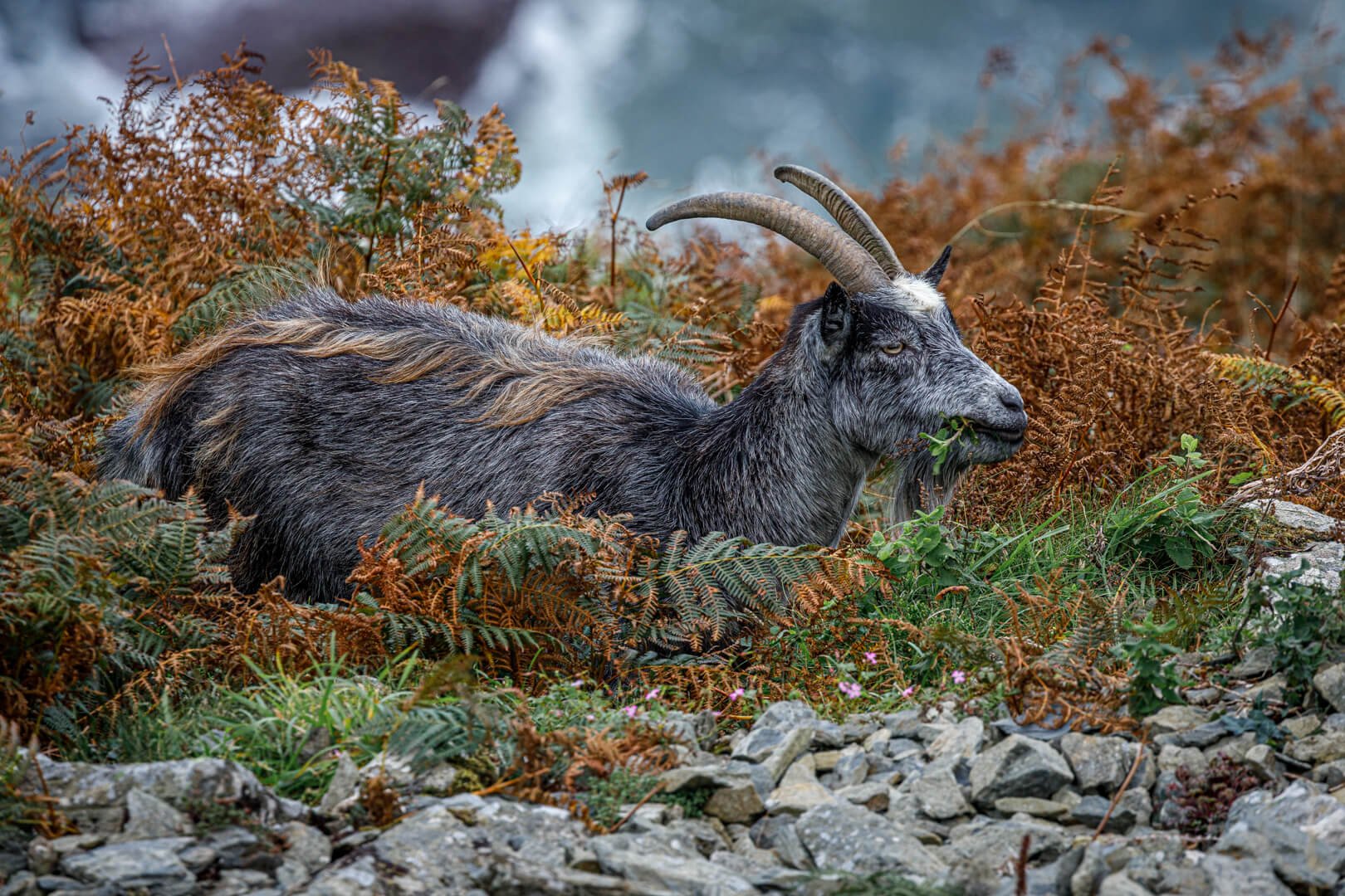 Feral Goat, Valley of the Rocks By Dave Gray