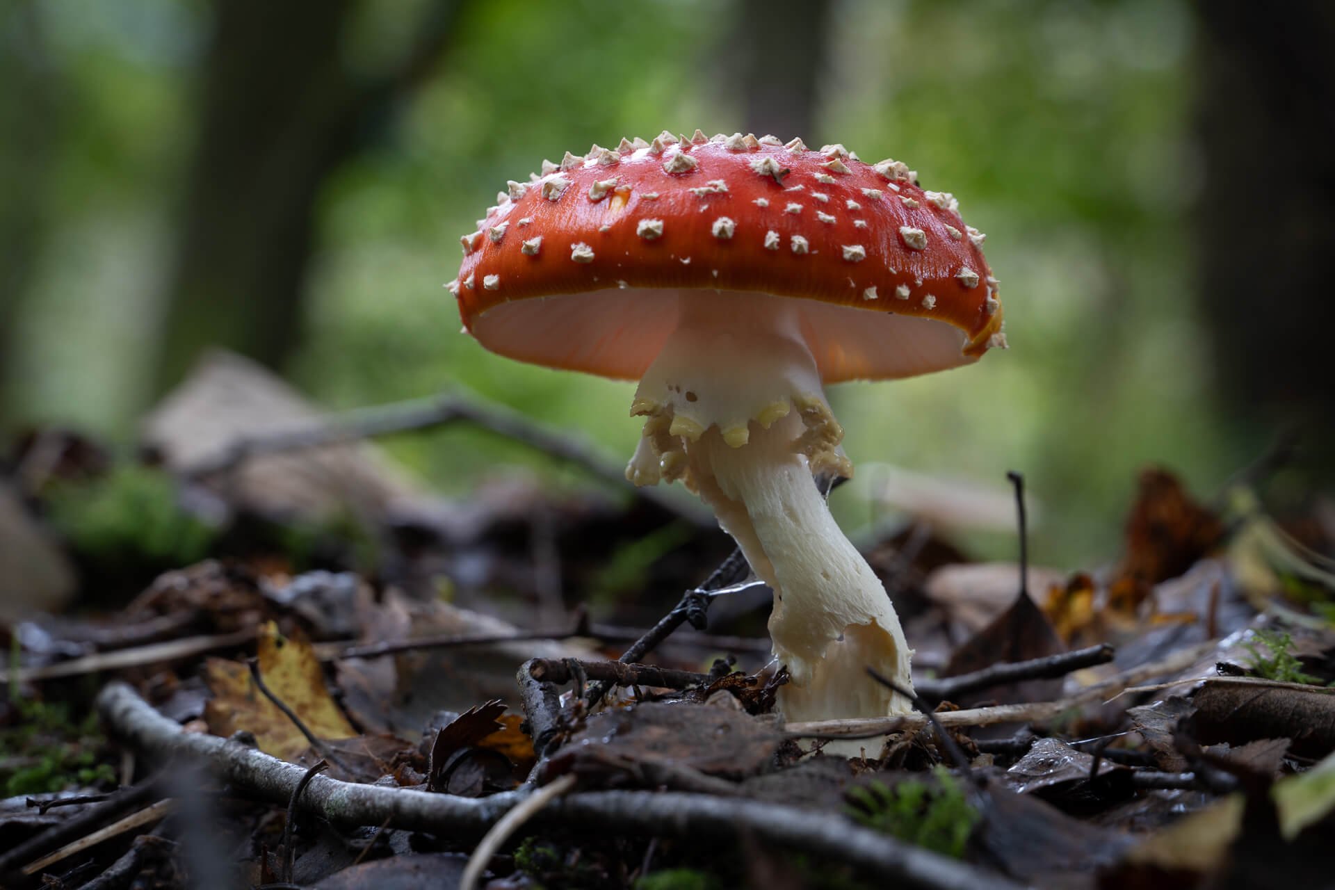 Fly Agaric By Jenny Thorpe
