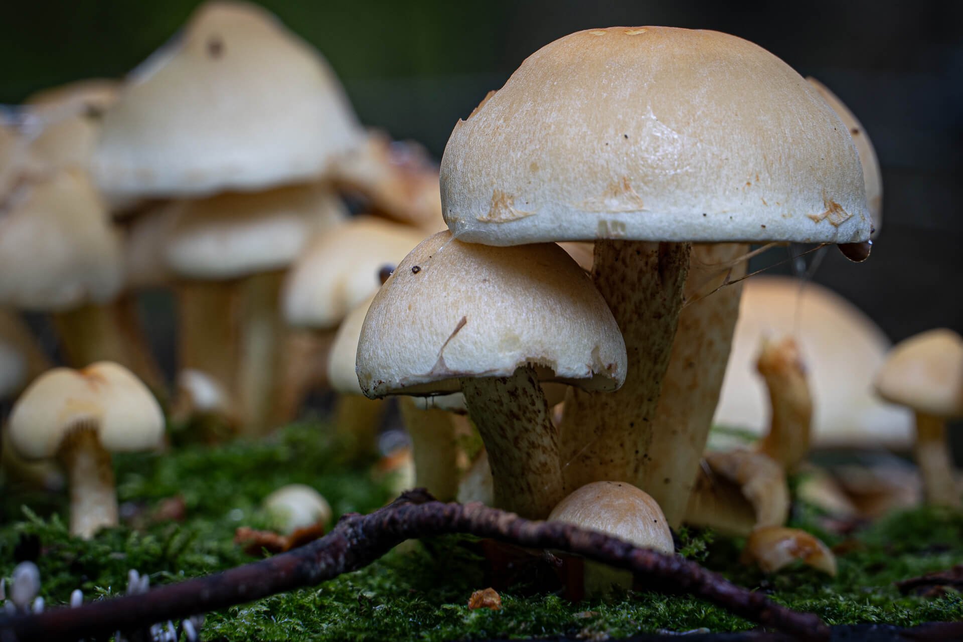 Mushroom Family By Jenny Thorpe