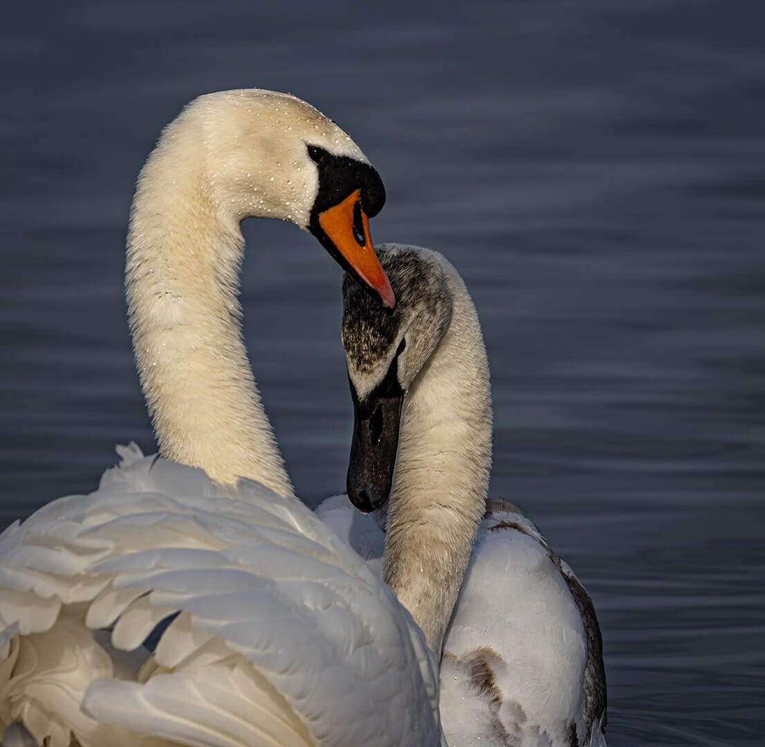 Mute Swan with Young By Caroline Wright