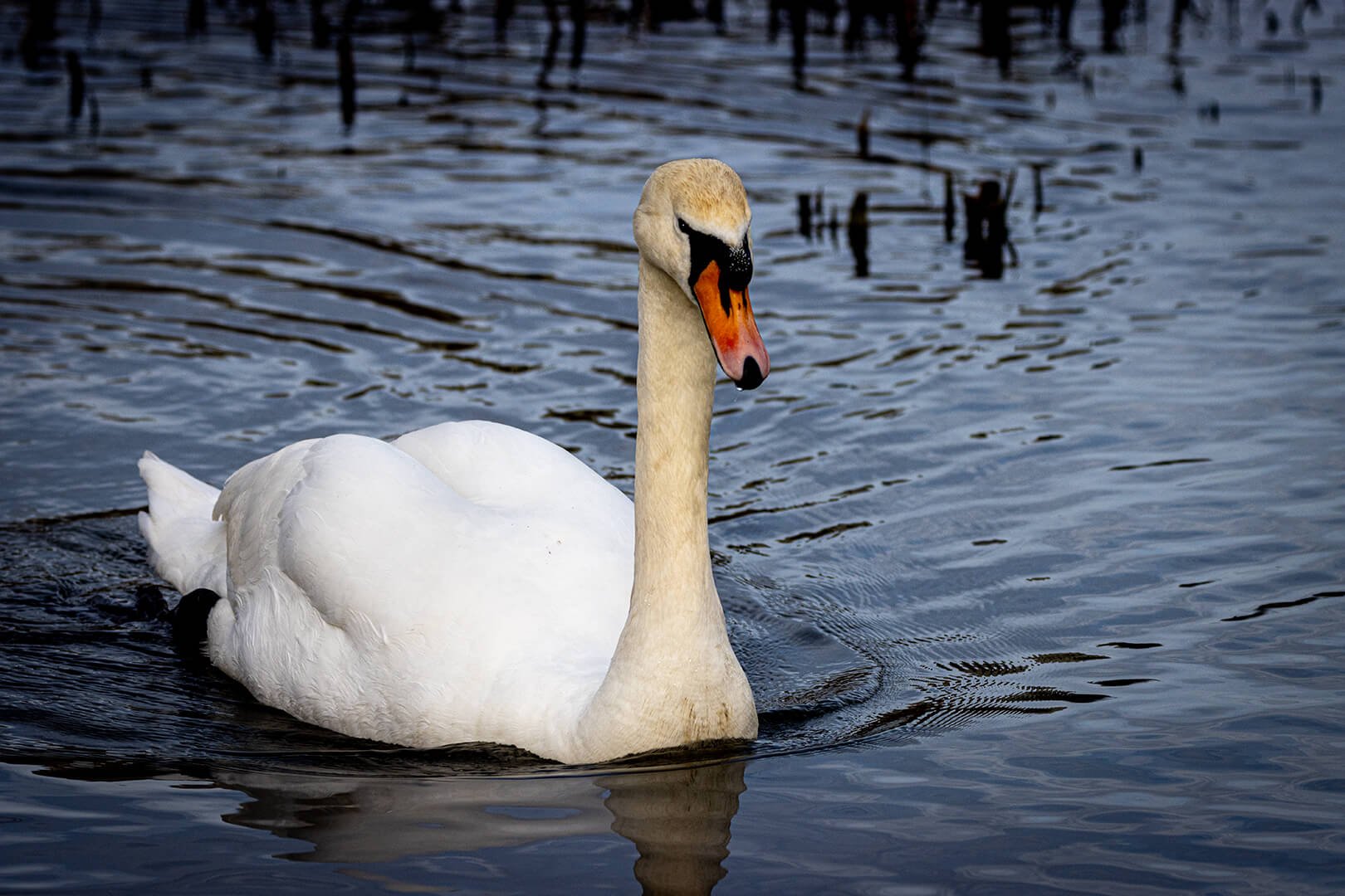 Mute Swan By Caroline Wright