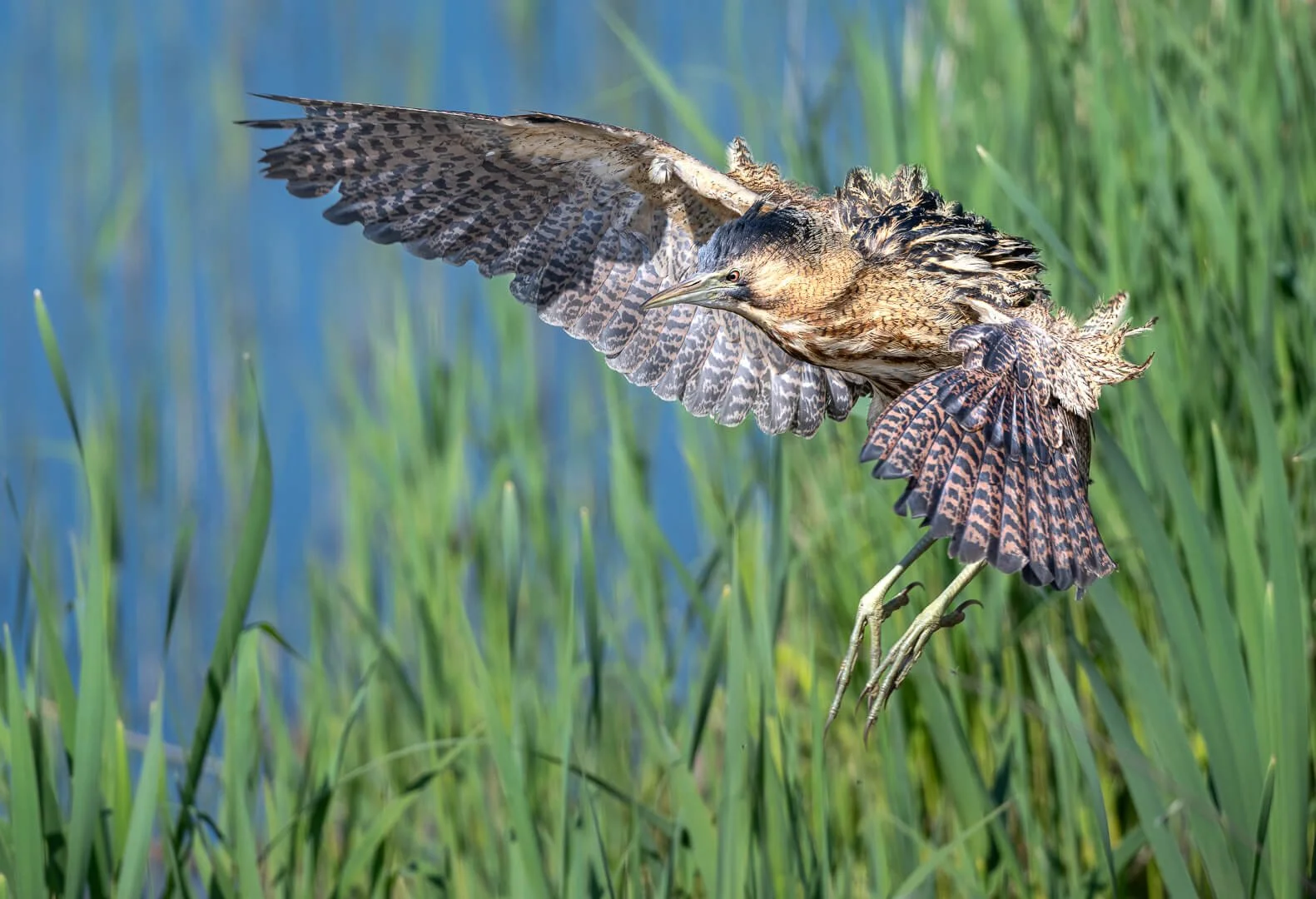 1st Bittern landing.jpg