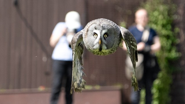 Mere Down Falconry Centre