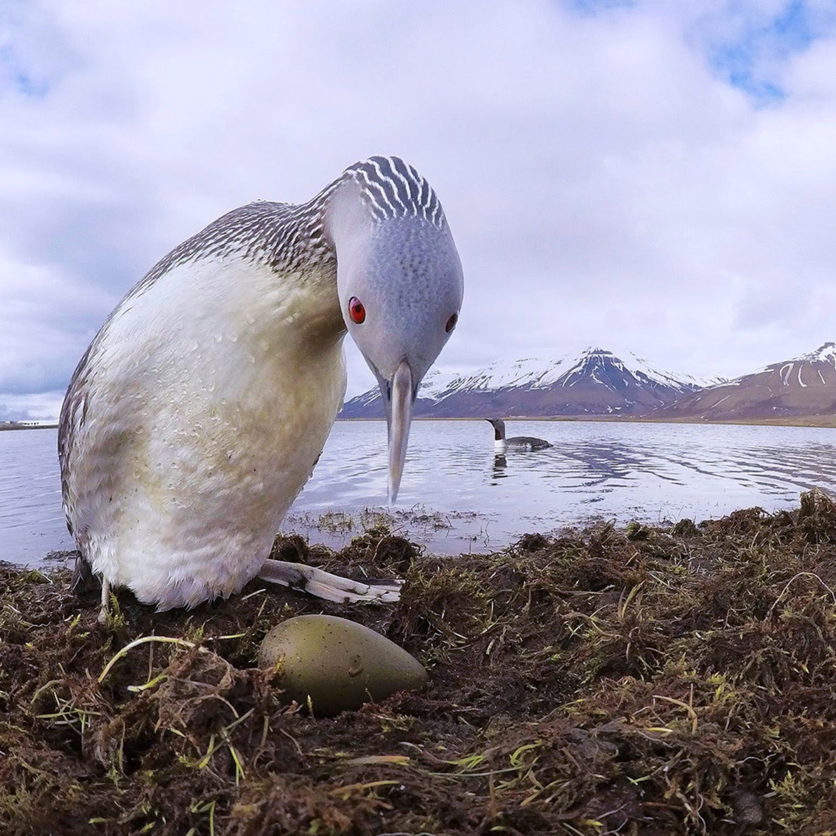 Svalbard: Life on the Cold edge plus Best of Europe