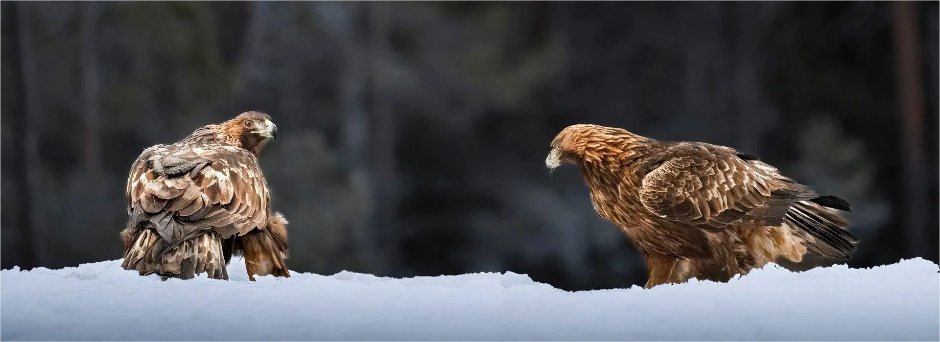 1st Golden Eagles in Snow by Richard Jones