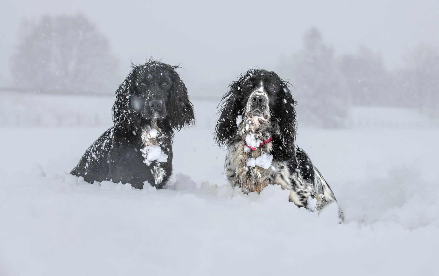 2nd Mum's not Looking Happy! by David Wilkinson