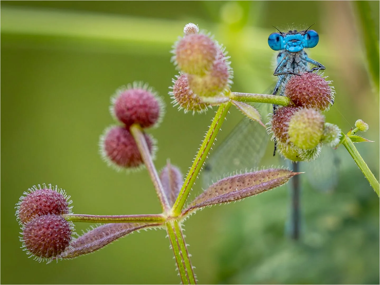 1st Azure Damselfly By Nick Barlow