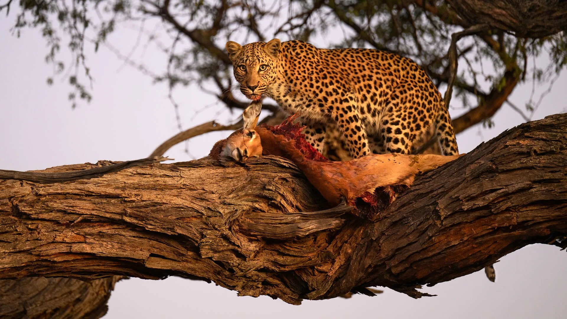 2nd Leopard Kill, Early Morning Light By David Wilkinson