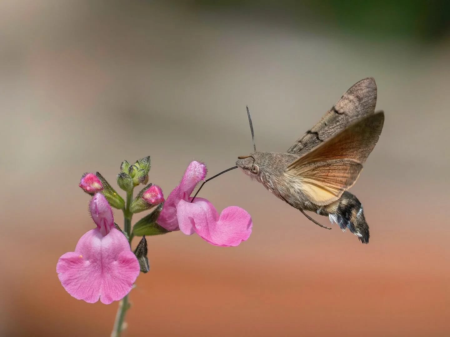 3rd Hummingbird Hawkmoth By Vijay Patel