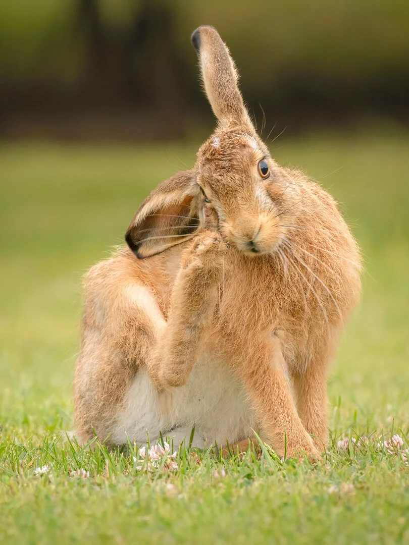 HC Brown Hare By Vijay Patel