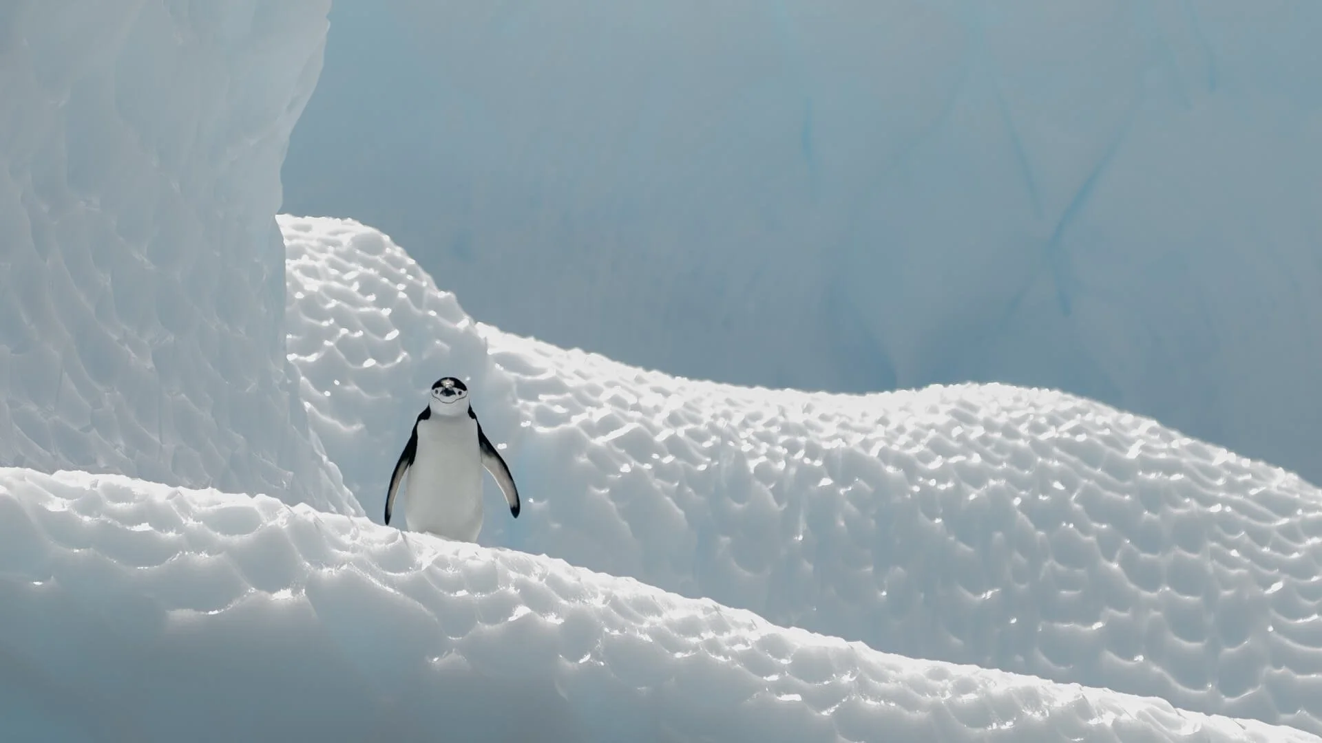 HC Chinstrap Penguin By Craig Wood
