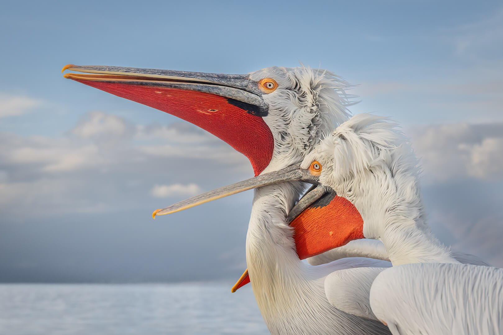 HC Dalmatian Pelicans Fighting By Robert Harvey