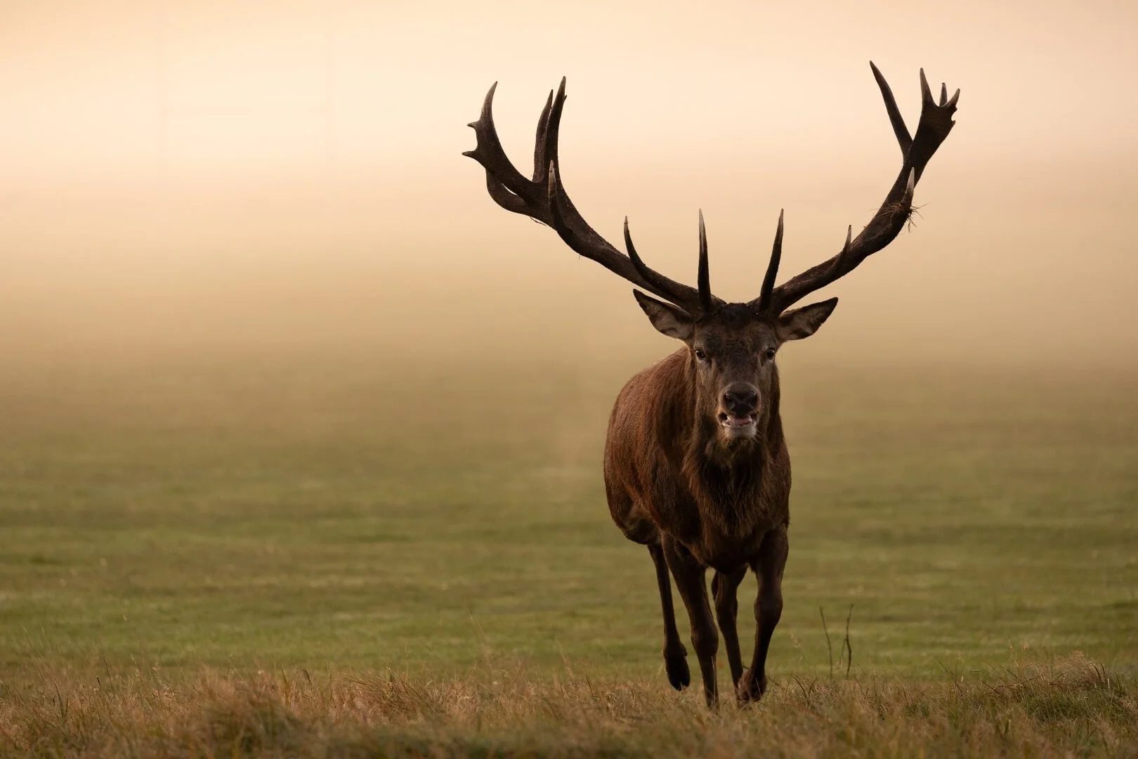 HC Deer Charging Out of Early Mist By Tony Leech