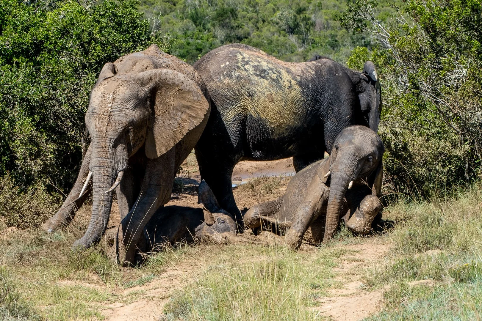 HC Elephants in Mud By Barbara Jones