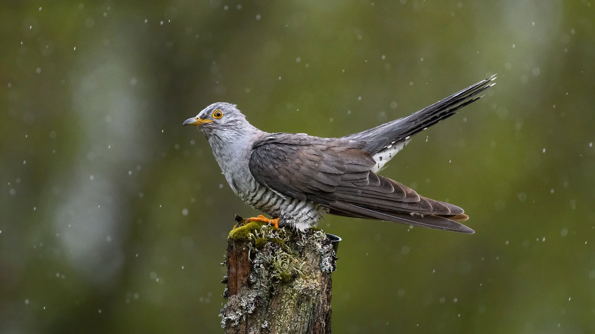 3rd Cuckoo in the Rain By David Wilkinson
