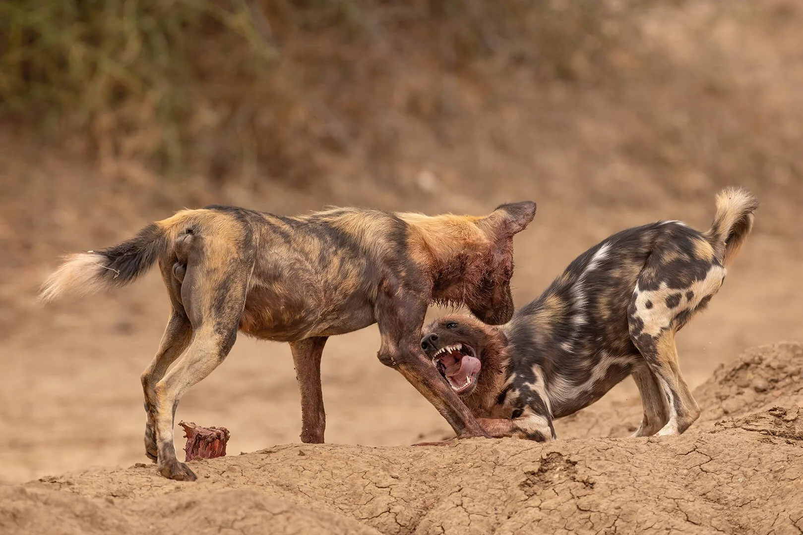African Wild Dog Begging for Food By Robert Harvey