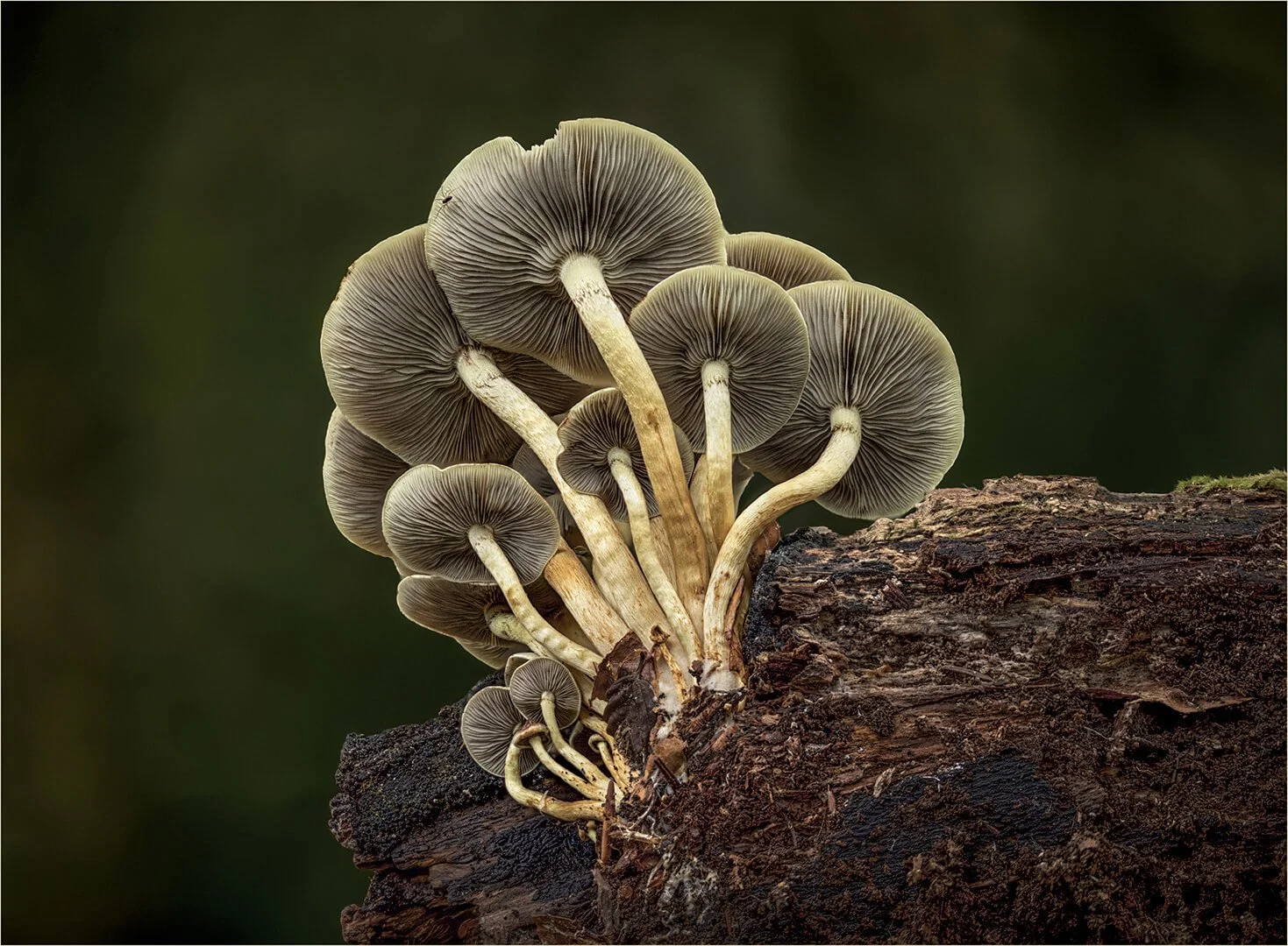 HC Brown Wild Mushroom Fungi By Jane Wiltshire