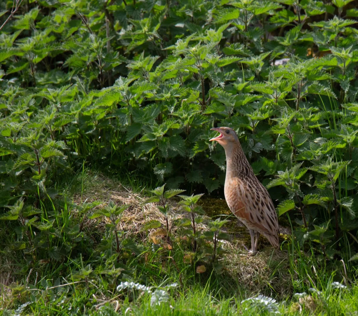 HC Crex Crex By Nigel Bray