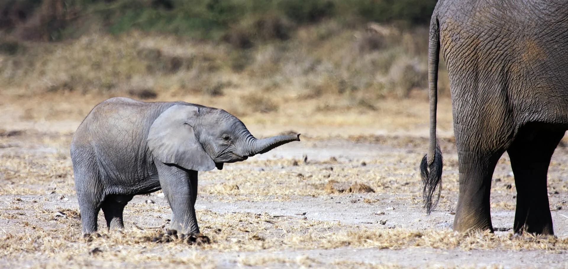 HC Elephants on the Move By Kevin Ferris