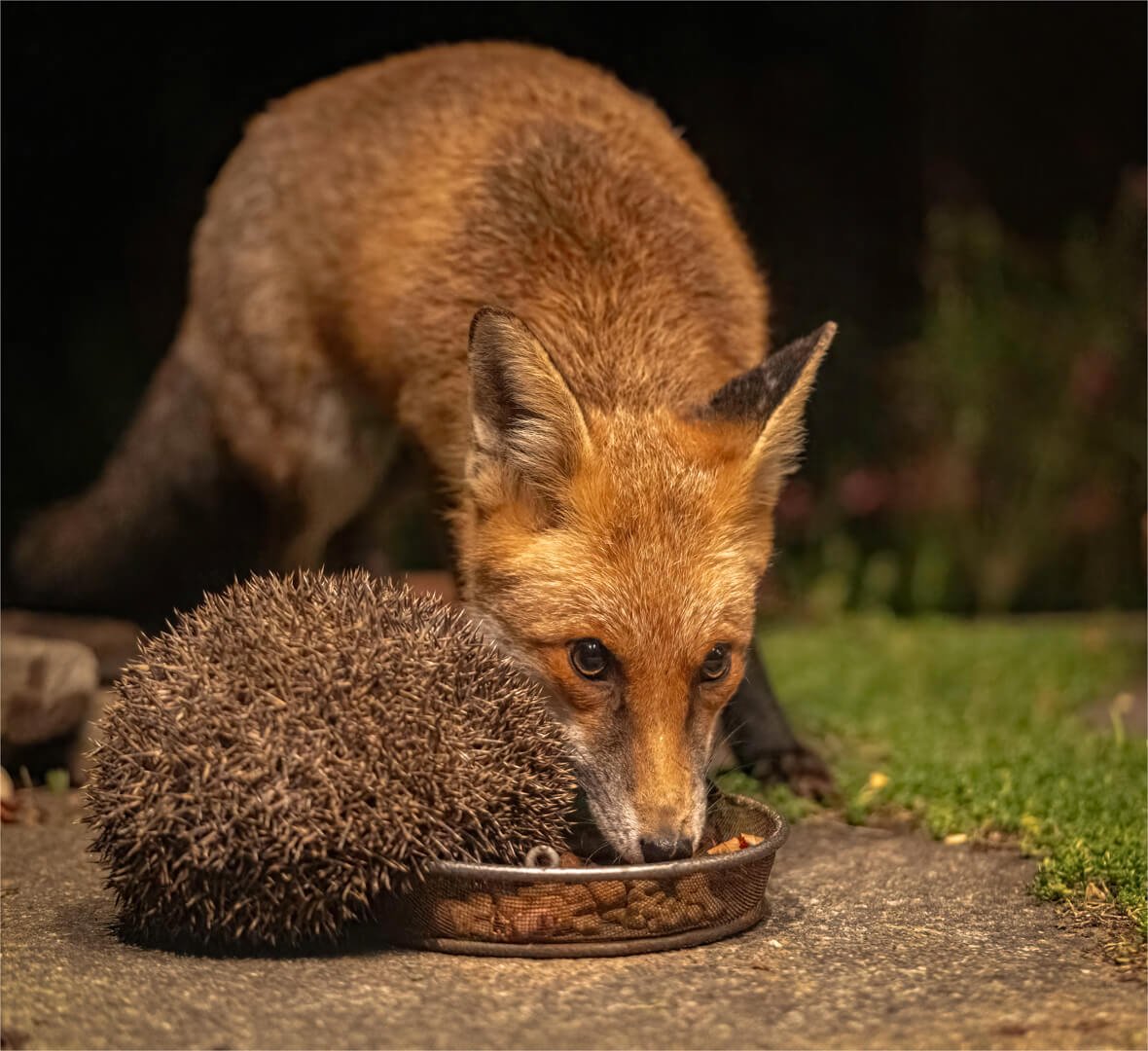 Hc Fox and Hedgehog Sharing Food By Vijay Patel