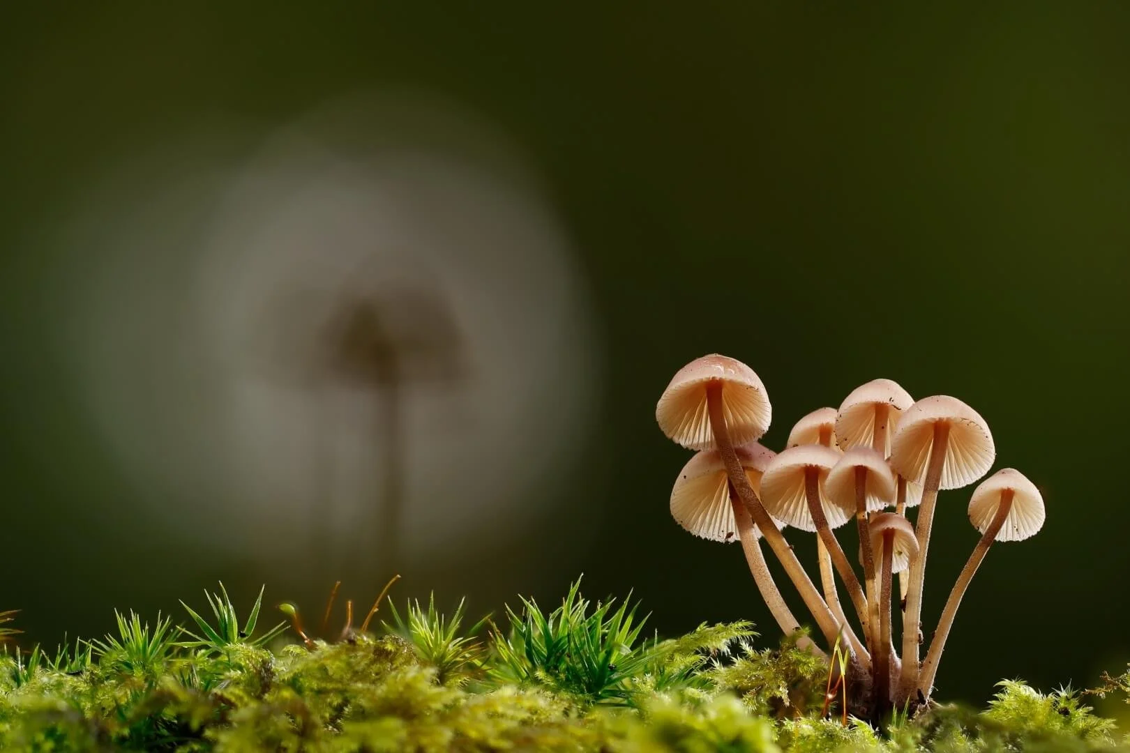 HC Fungus in Focus and in Bokeh By Tony Leach