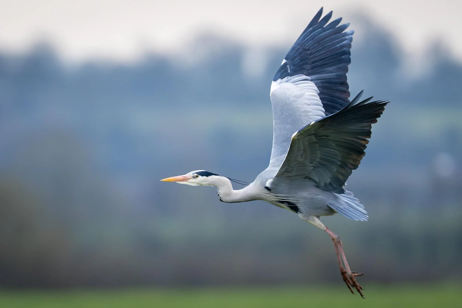 HC Heron Getting Airborne By Alan Falconer