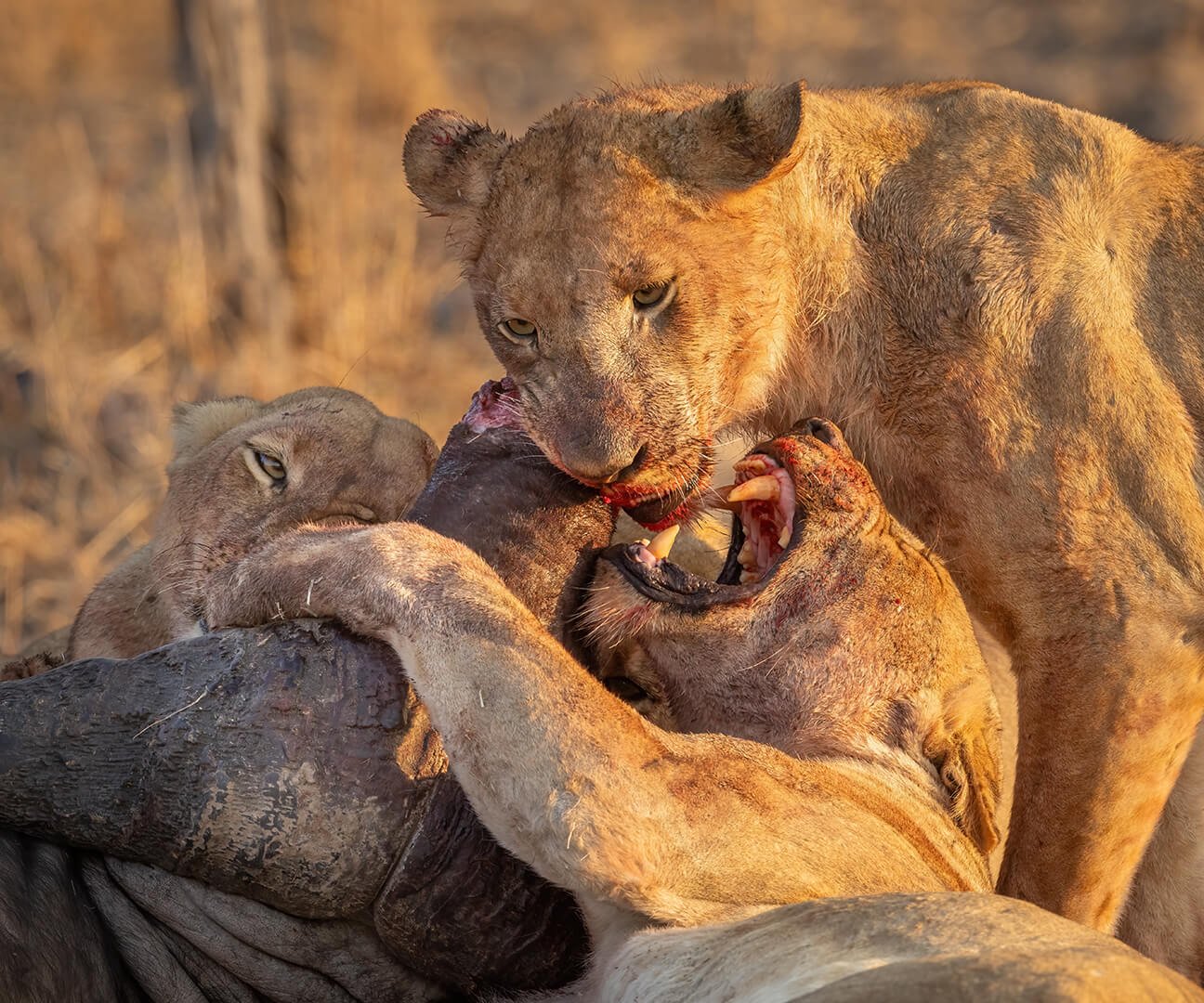 HC Lions Devouring Buffalo By Robert Harvey