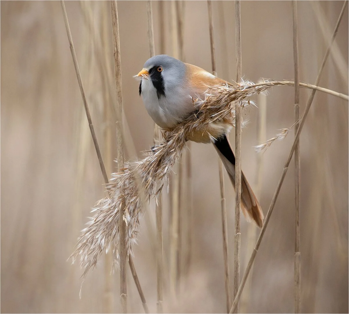 HC Male Bearded Tit By Jane Wiltshire