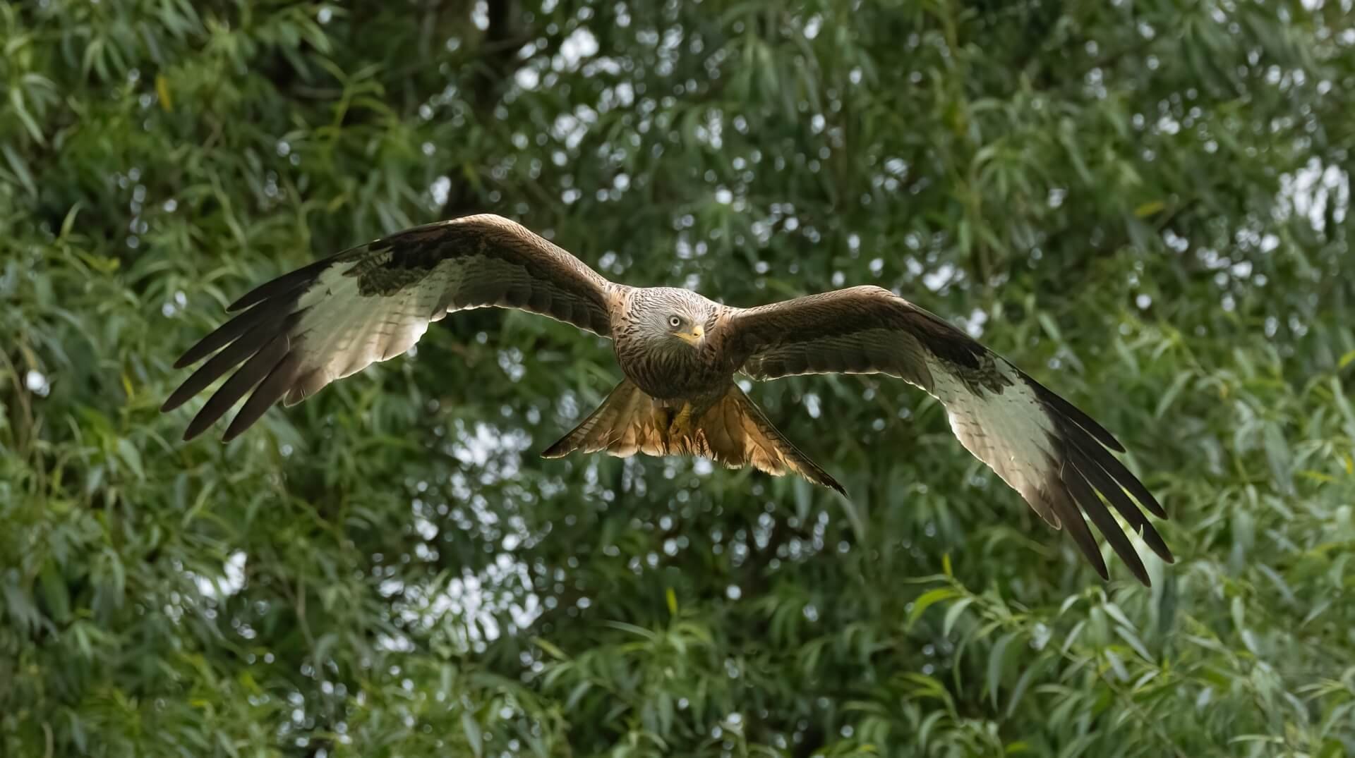 HC Red Kite By Barbara Jones