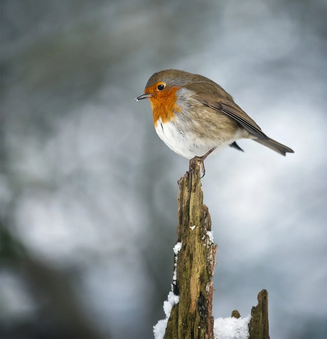 HC Robin in the Snow by Kevin Ferris