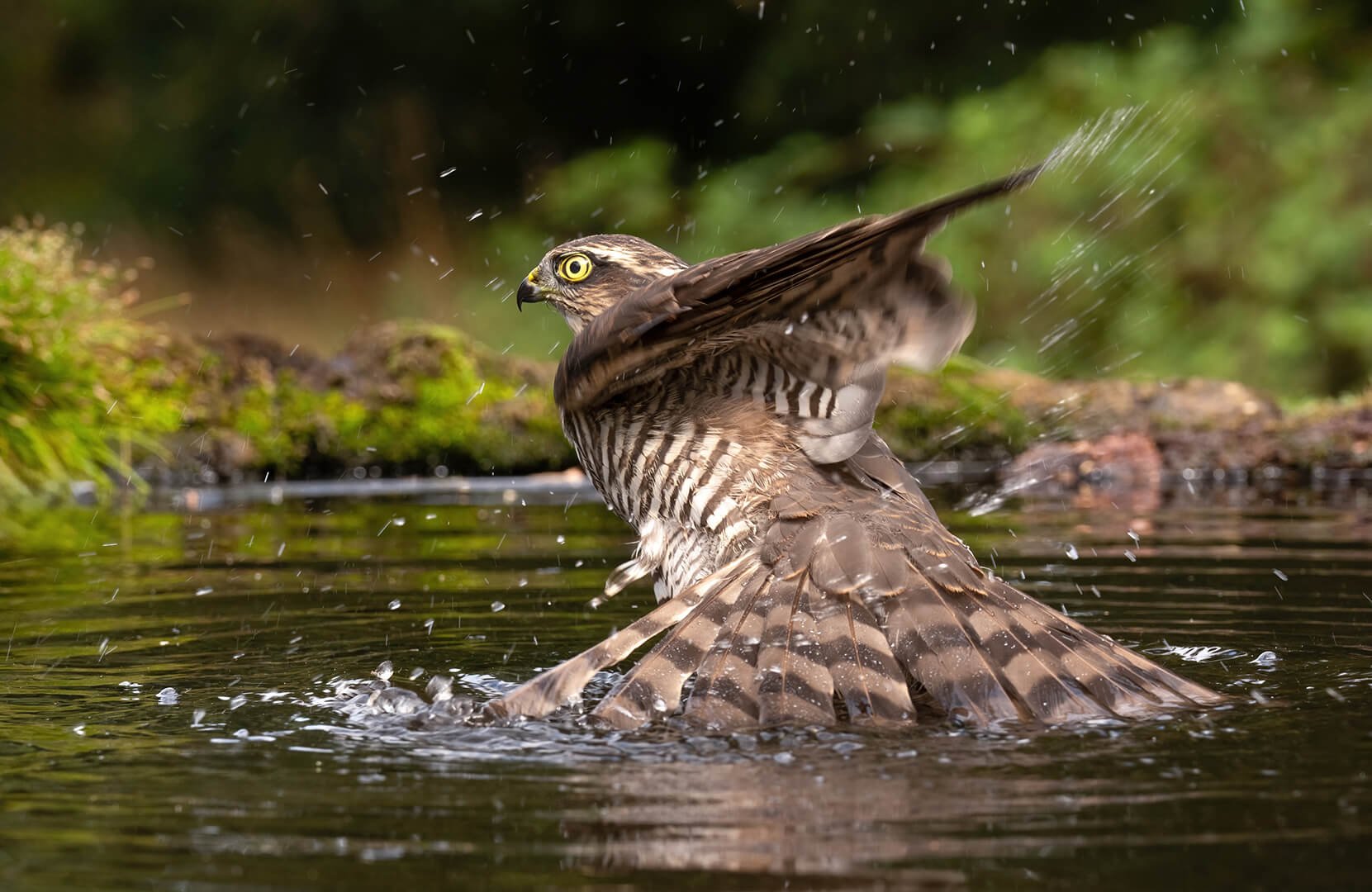 HCSparrowhawk Taking A Bath By John Milburn