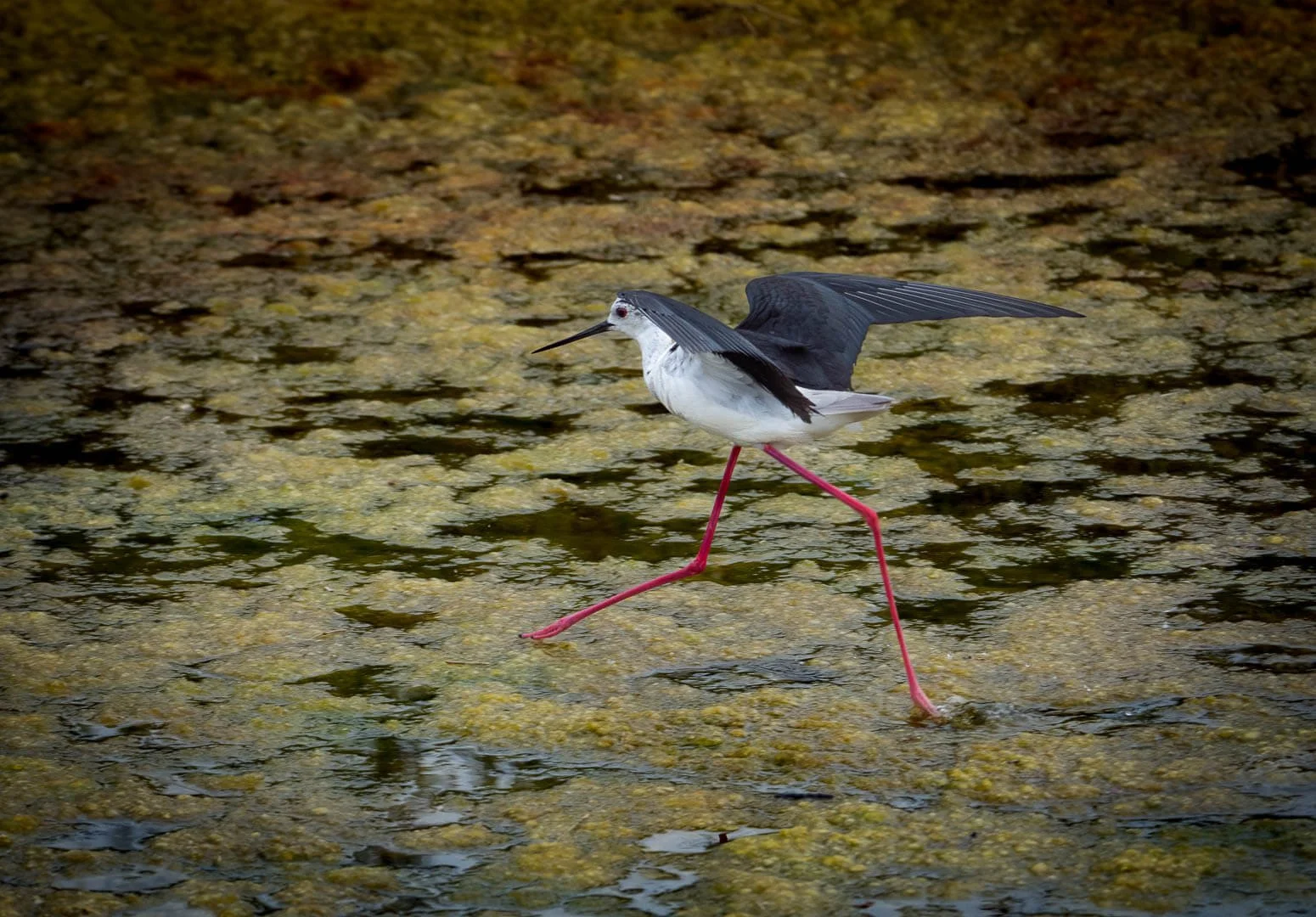 Hc Walking on Water By David Weeks