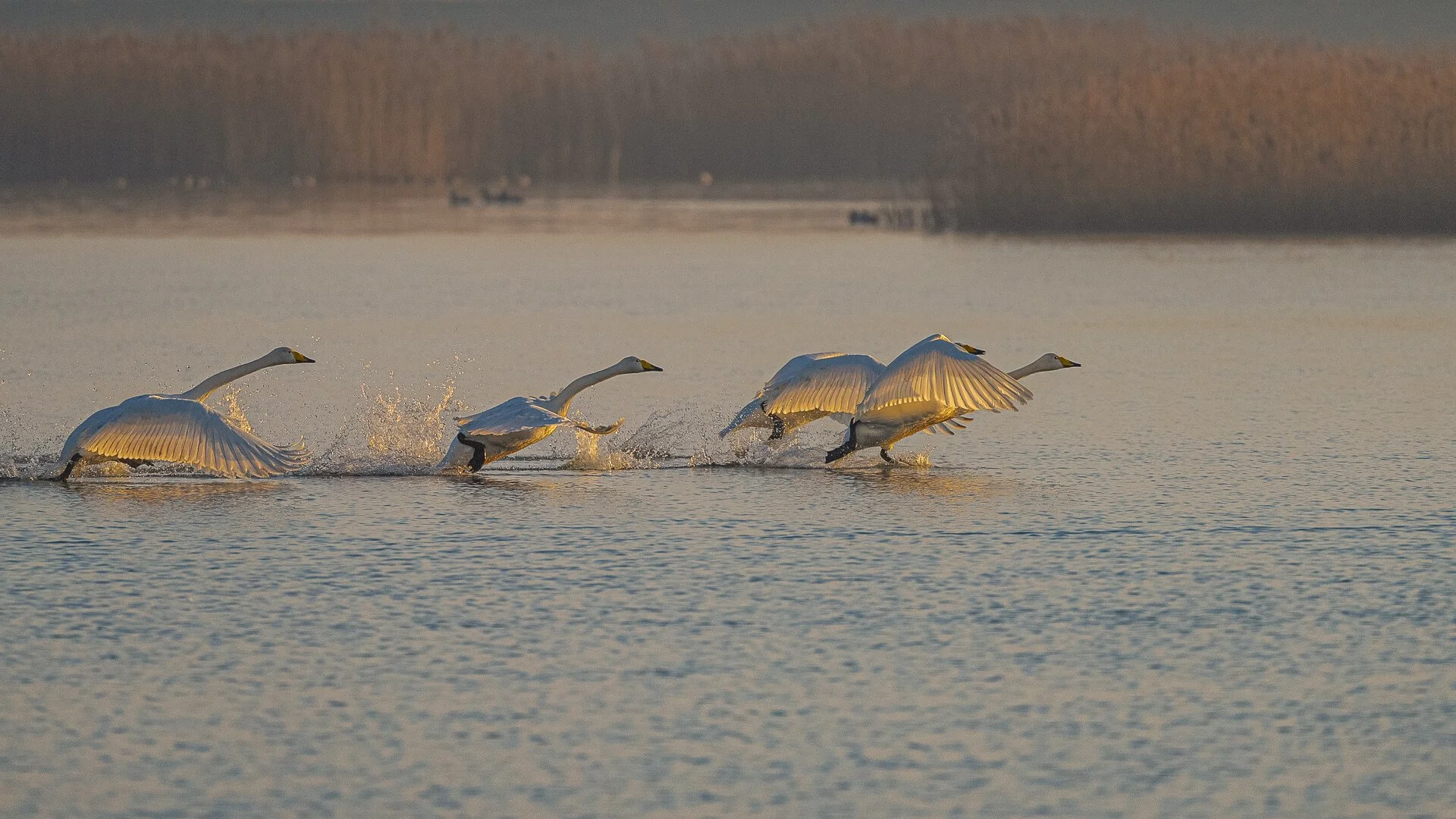 1st Whooper Swans Dawn Flight.jpg