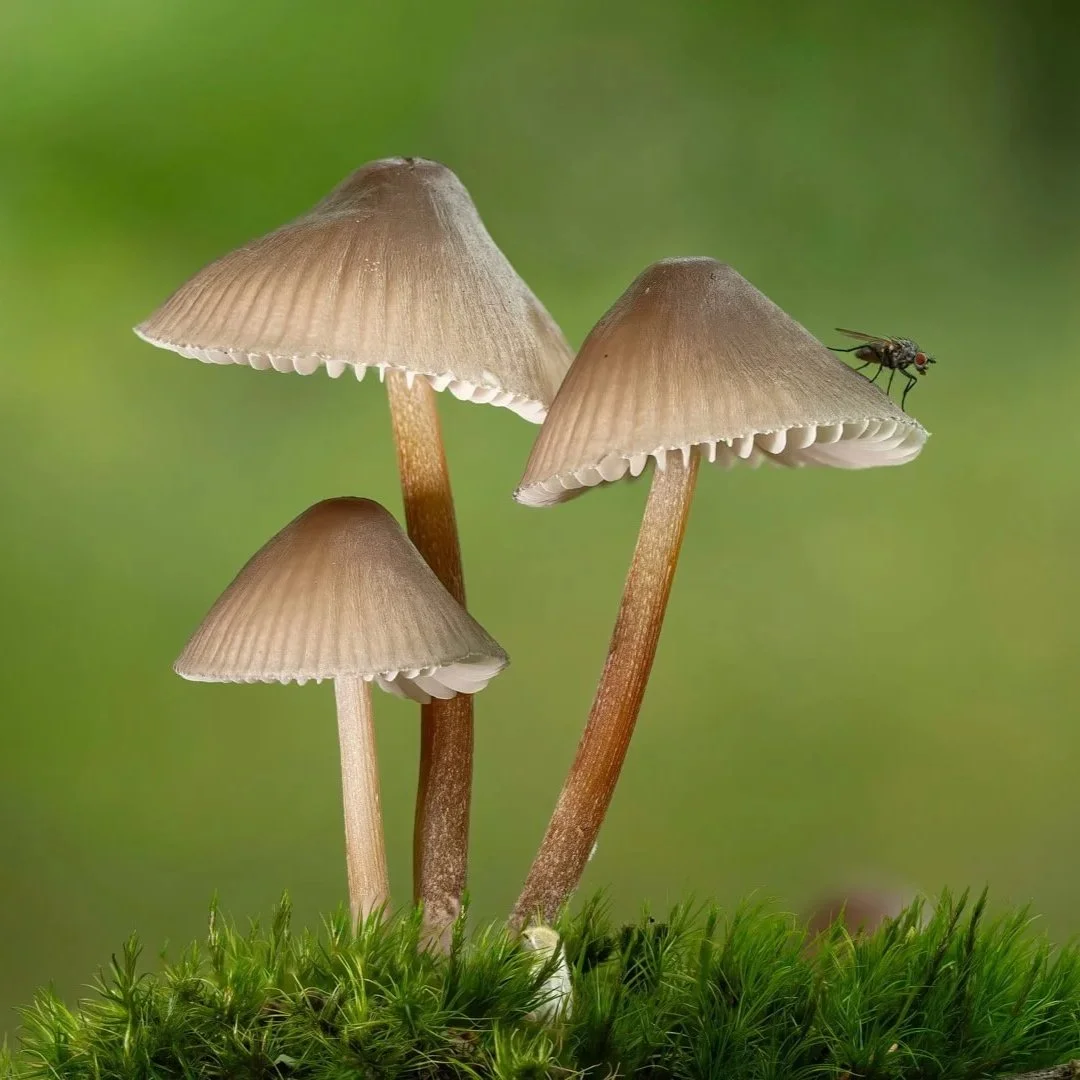 Annual Nature Competition