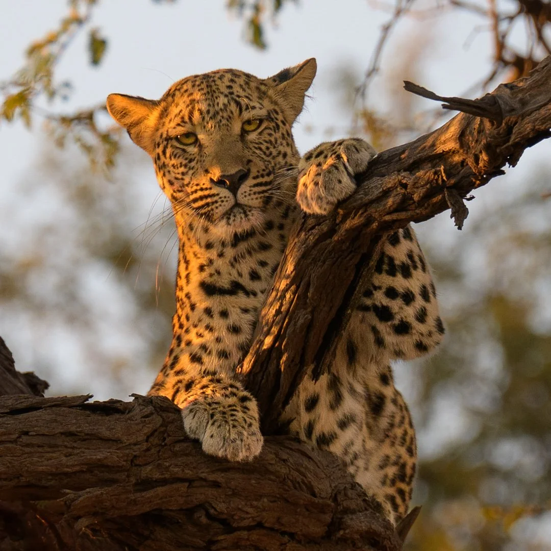 2nd Leopard Resting By David Wilkinson