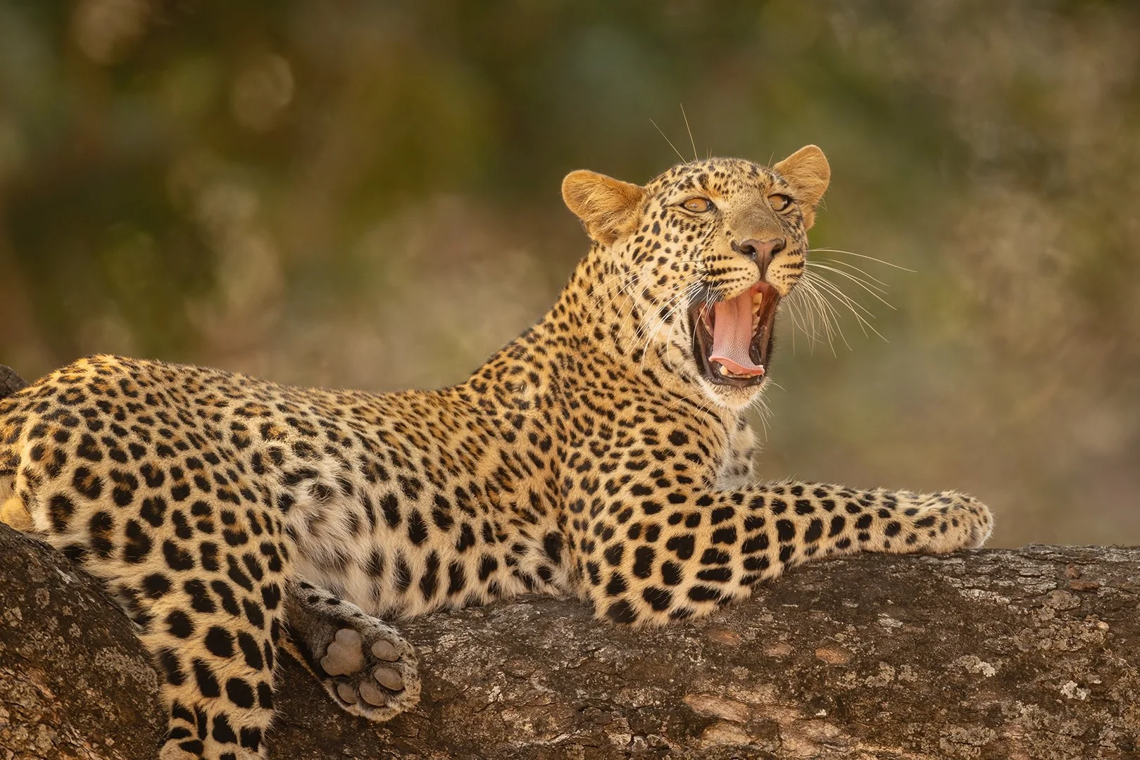 2_Leopards of Luangwa (Zambia).jpg